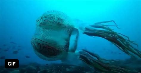 An extremely rare species of box jellyfish One of the first ä videos