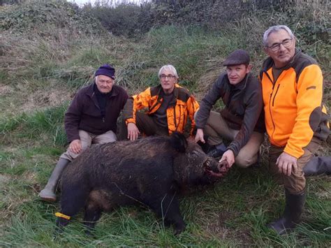 Un Sanglier De 205 Kilos En Charente Maritime Le Chasseur Français