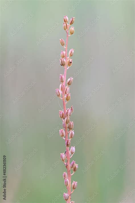 Seaside Arrowgrass Also Known As Sea Arrowgrass Or Shore Arrow Grass