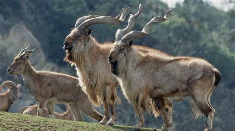 Markhor Hunting Permits Sold For Record Breaking Amount