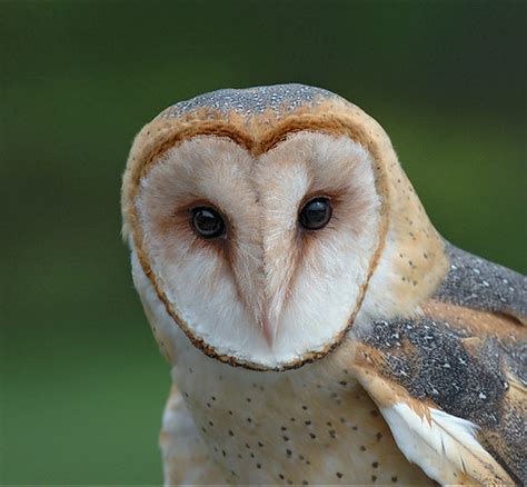 Introducing the Birdorable Barn Owl in Owls, New Birds