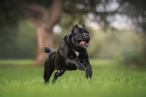 Cane Corso Dog Full Grown