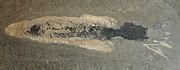 Category:Coleoidea fossils - Wikimedia Commons