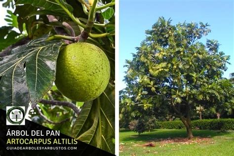 GuÍa De Árboles Y Arbustos De Los Bosques Comestibles Árbol Del Pan