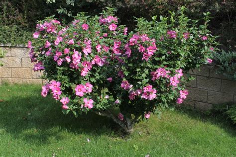 ムクゲ木槿 Hibiscus syriacus 花言葉毒性よくある質問 PictureThis