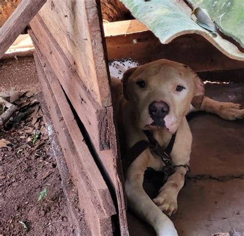 Chapecó já registra 340 denúncias de abandono de animais em 2024 TVBV