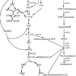 Simplified Schematic Diagram Of The Proposed Metabolic Pathways Closely