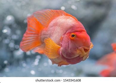 Blood Parrot Cichlidfreshwater Fish That Displayed Stock Photo