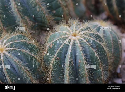 Echinocactus Grusonii Golden Ball Cactus Golden Barrel Cactus Mother In Laws Cushion Stock