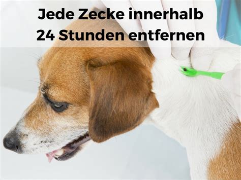 Wie erkenne ich Anzeichen für Borreliose beim Hund Dogco de