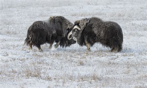 Species Spotlight - Musk Ox — Kevin Pepper Photography