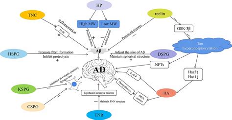 Frontiers Role Of The Extracellular Matrix In Alzheimers Disease