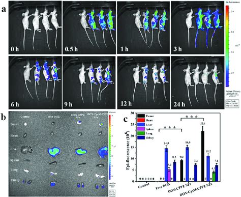 In Vivo Fluorescence Images Of Tumor Bearing Nude Mice A Time Lapse