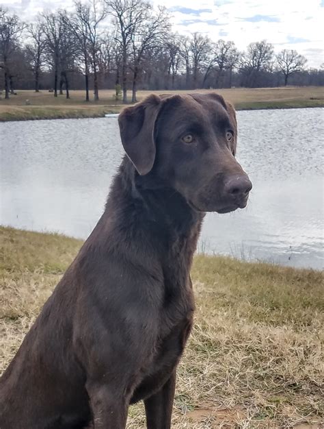 Labrador Retrievers – Rockin M Kennel