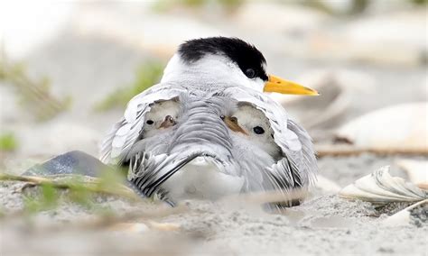 Arctic Tern Baby