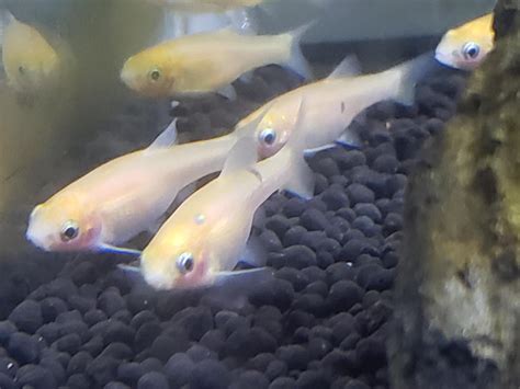 Rosy Red Minnow: Care Guide, Breeding, Tank Size & Disease