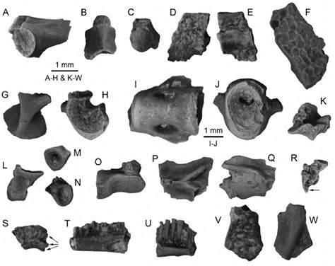 Representative Lissamphibia fossils from the Iron Springs Formation ...