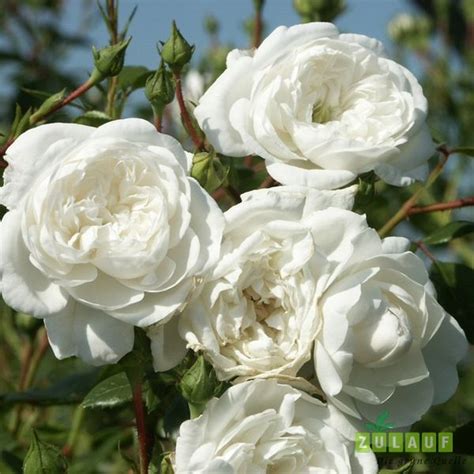 Rose 'Swany' | Rožė * blooms: 6-autumn; vvvv, ssss | Pflanzen, Pflanzen ...