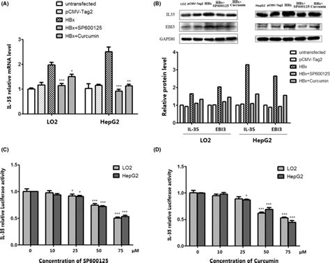 Inhibitors Of The Jnkc‐jun Signaling Pathway Downregulate Hbx‐induced Download Scientific