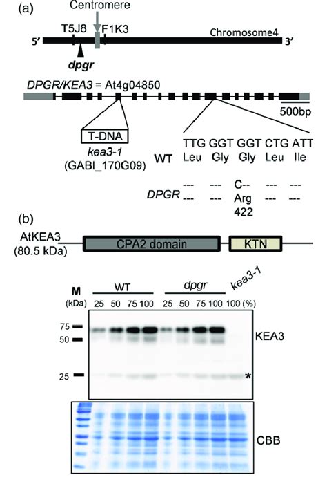 Map Based Cloning Of The Dpgr Gene A The Dpgr Locus Was Mapped