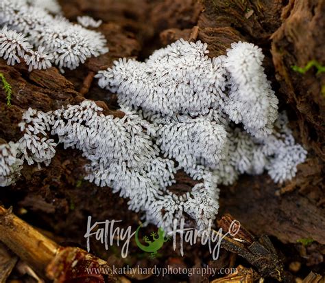 Honeycomb Coral Slime Mold Kathy Hardy Flickr