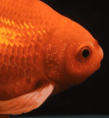 Male or female goldfish? How to tell (with pictures) | The Goldfish Tank