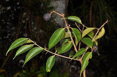 Syzygium Acuminatissimum Myrtaceae Image At Phytoimages Siu Edu