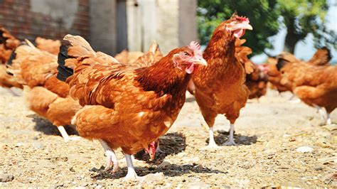 Boost For Poultry Industry Vencomatic In Partnership With Agric