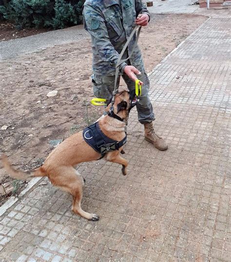 Ejército De Tierra 🇪🇸 On Twitter Buenasnoches Despedimos La Semana