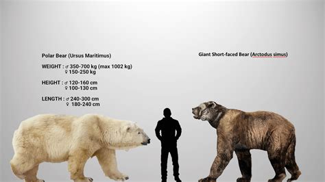 Comparaison Précise De La Taille Entre Lours Géant à Face Courte Et L