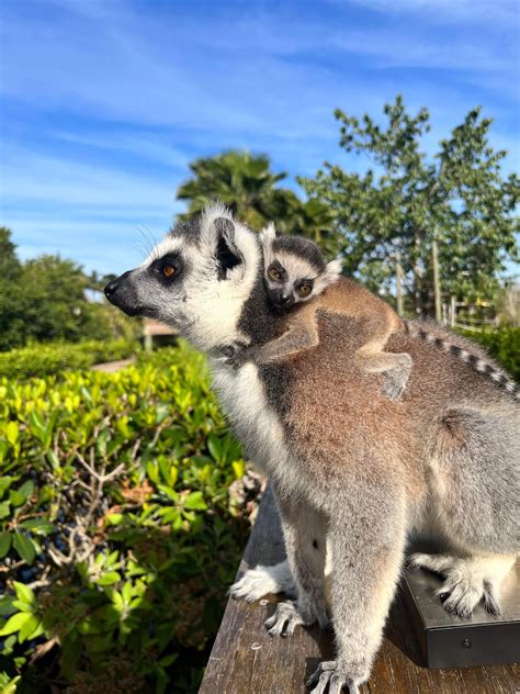 Naples news daily reports reveal major infrastructure changes now 28