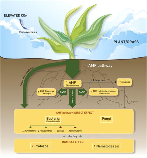 Shifting Carbon Flow From Roots Into Associated Microbial Communities