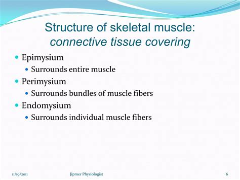 Skeletal muscle structure & function | PPT