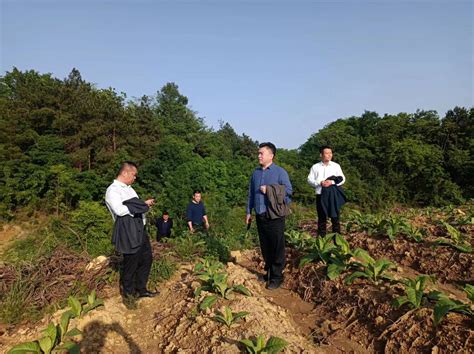 市自然资源和规划局到新田县开展重点工作督导调研图片新闻新田县自然资源局