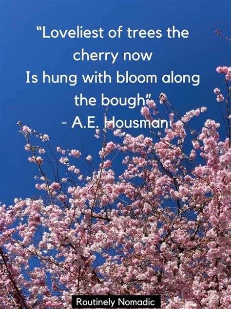 170 Blooming Cherry Blossom Quotes | Routinely Nomadic