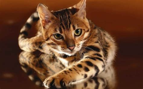 Bengal cat | DinoAnimals.com