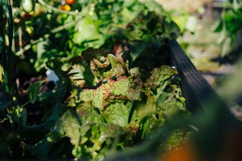 Lettuce Container Garden | How-To Guide | Patio Growers