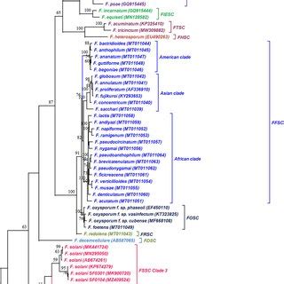 Maximum Likelihood Phylogenetic Tree Of Fusarium Solani Species Complex