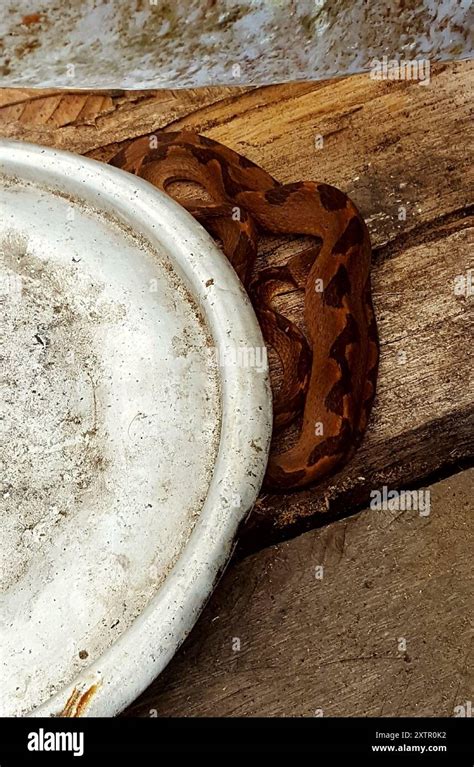 Banded Cat Eyed Snake Leptodeira Annulata Reptilia Stock Photo Alamy