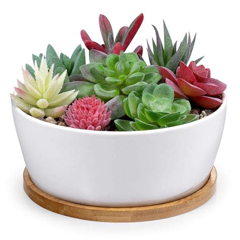 6 Inch Modern White Ceramic Round Succulent Cactus Planter Pot With