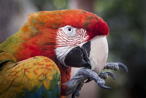 What is a Macaw Diet? - Featherland Bird Cage