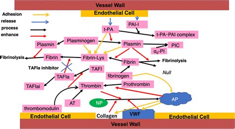 Is There A Potential Role Of Inhibition Of Thrombin Activatable