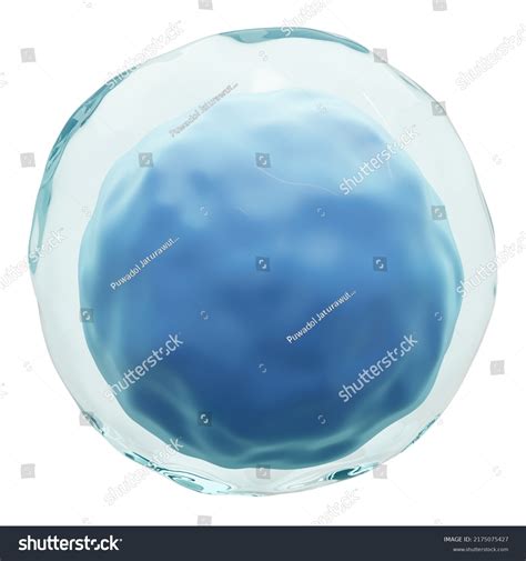 Lymphocyte White Blood Cells Transparency Membrane Stock Illustration