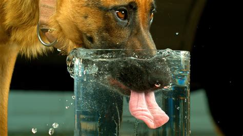 11 Tips For How To Keep A Dog Cool In Summer Prevent Heatstroke