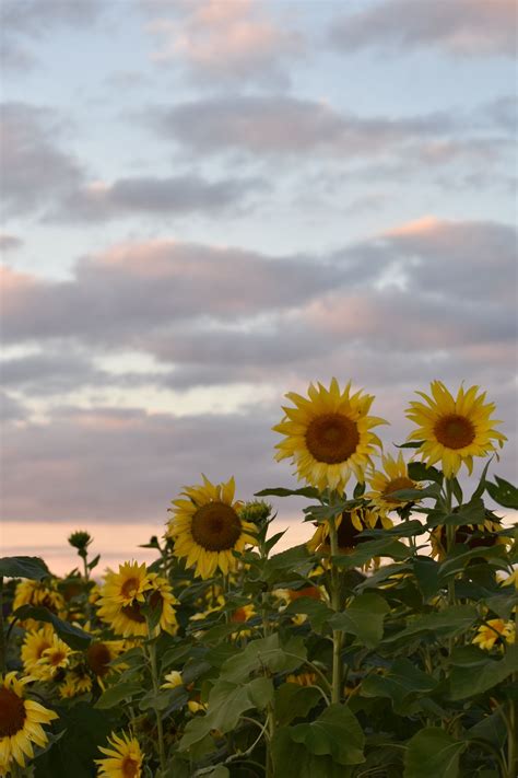 Aesthetic Yellow Flower Field References Mdqahtani