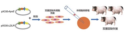 国家动物模型信息平台收录基因编辑小型猪新品系 中国实验动物学会