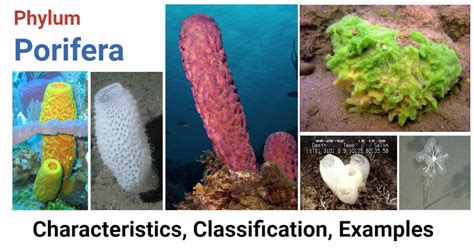 Phylum Porifera- Characteristics, classification, examples