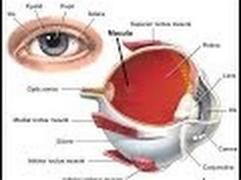 Eye Model Anatomy And Physiology