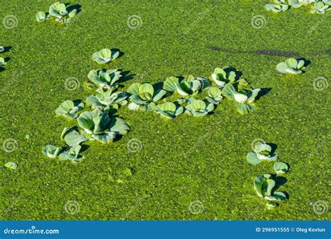 Pistia Stratiotes Swims Among Aquatic Plants Rootless Duckweed