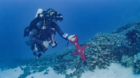 Worlds Largest Coral Found In The Pacific Near Solomon Islands